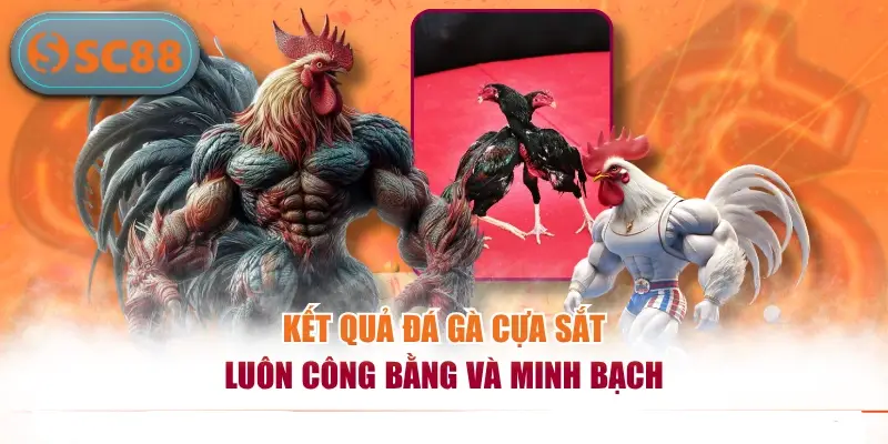 Kết quả đá gà cựa sắt luôn công bằng và minh bạch